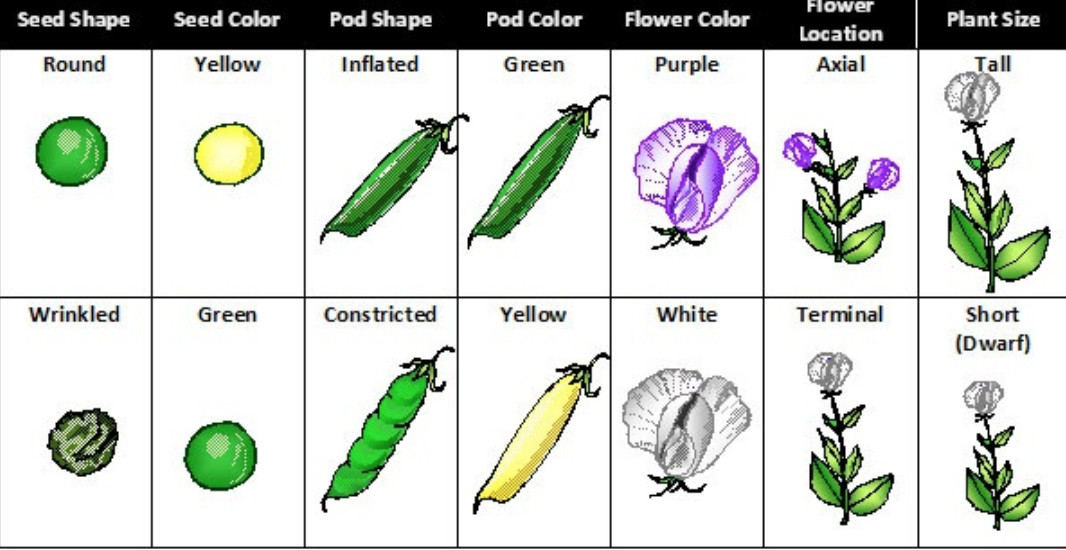 Mendel S Contribution Class Heredity And Evolution