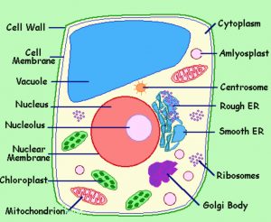 Replenishment of Nutrients In The Soil - Class 7, Nutrition in Plants ...