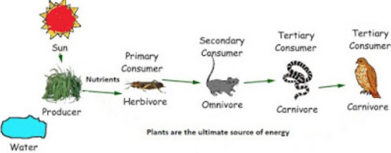 explain the food making process in plants class 7