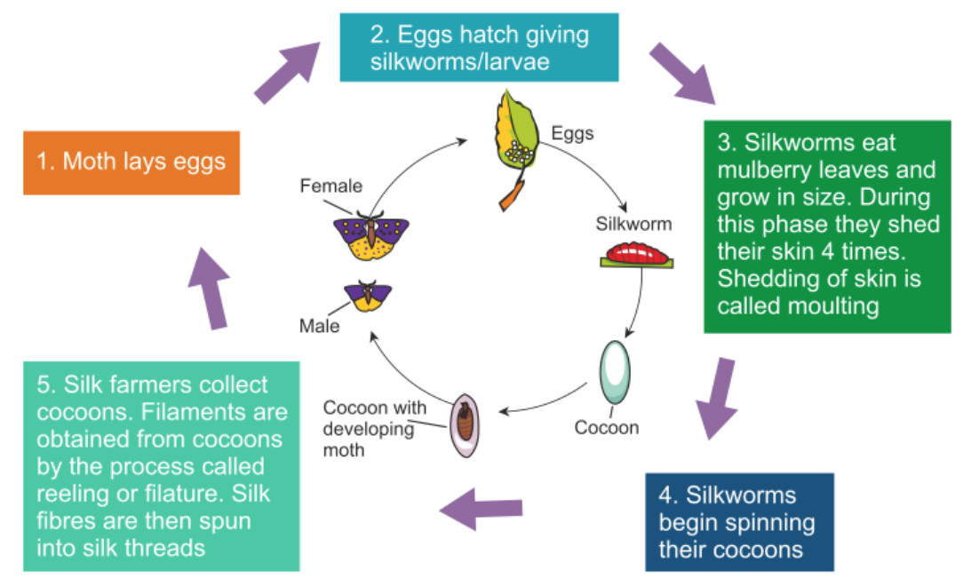 Silk Making Process Diagram