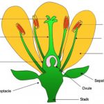 Reproductive part of flower