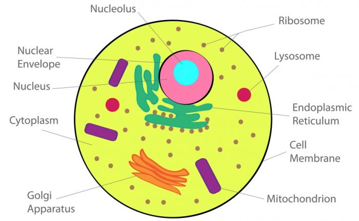 Chapter 8 Cell Structure And Functions - Class 8, Ncert Solutions, Science