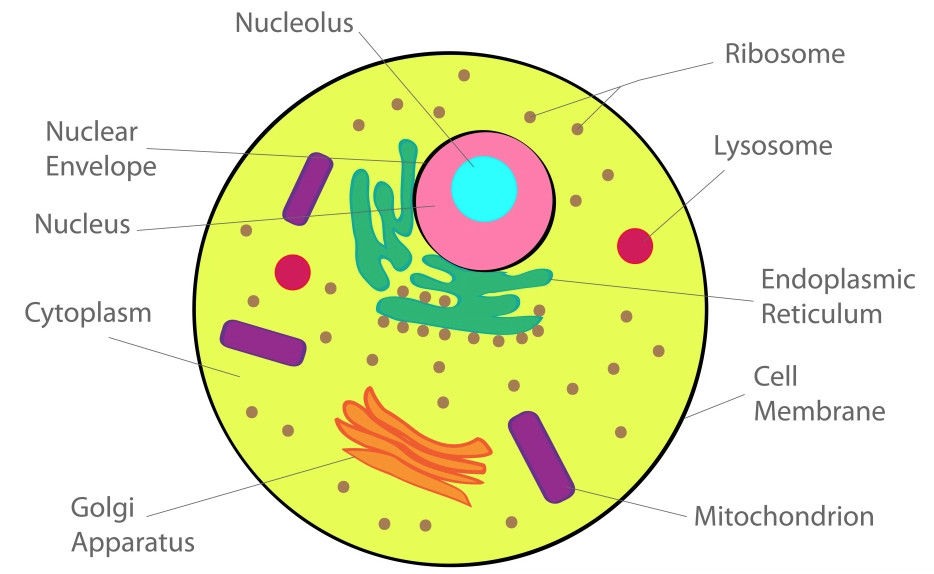 case study on cell class 8