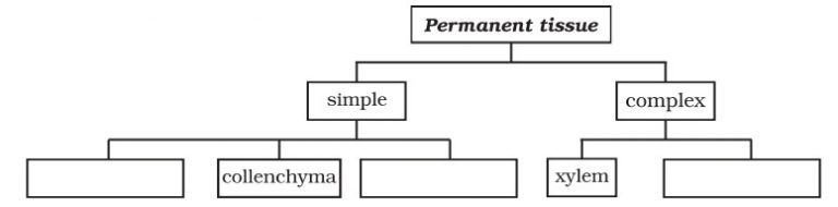 Complete The Following Chart Permanent Tissue Chapter 6 Tissues - Science