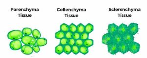 simple plant tissue