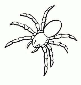 Spider