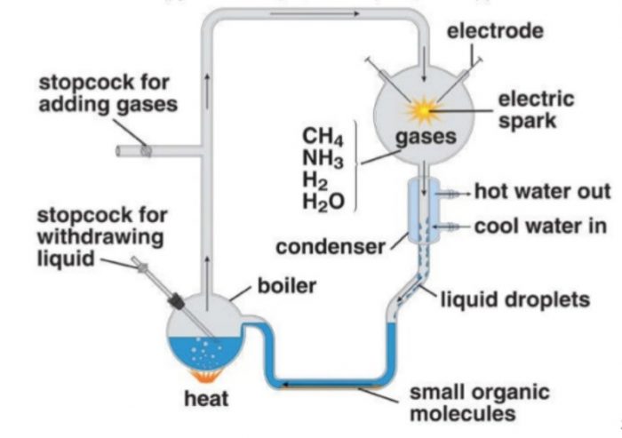 Stanley L. Miller and Harold C. Urey experiment