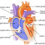 Structure Of heart