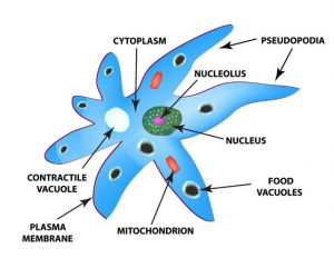Structure of amoeba