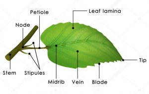 Structure of leaf