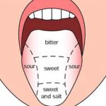 Taste areas of tongue