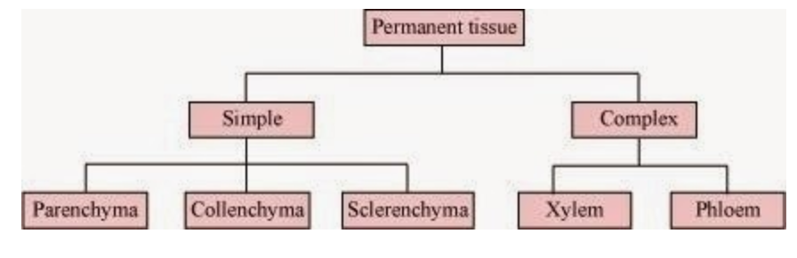 Complete The Following Chart Permanent Tissue Chapter 6 Tissues | Class 9, NCERT Solutions, Science
