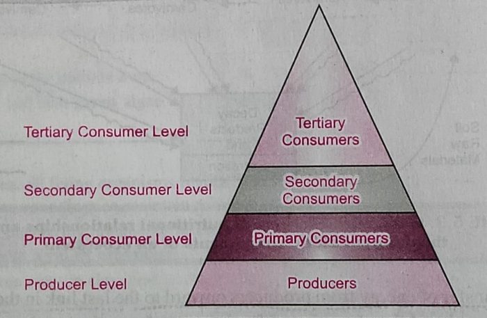 Trophic level