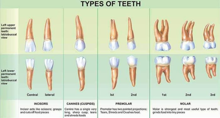 Names and Types of Teeth in English with Illustrations - English