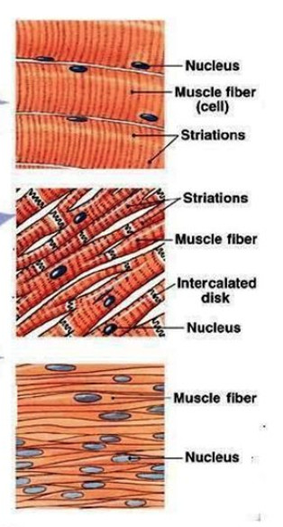 Types of muscle fibre