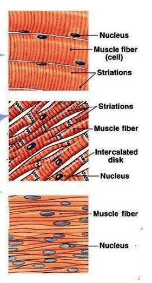 muscle fibers are arranged in bundles called