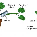 Vegetative propagation