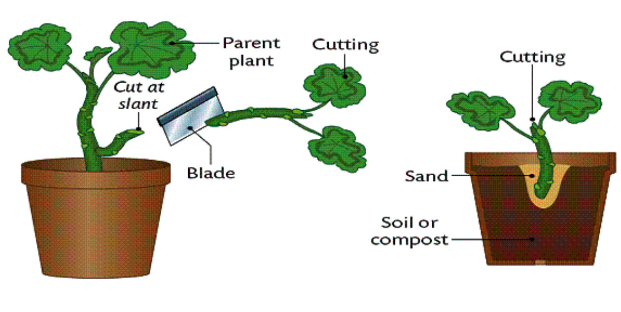 Examples Of Asexual Reproduction