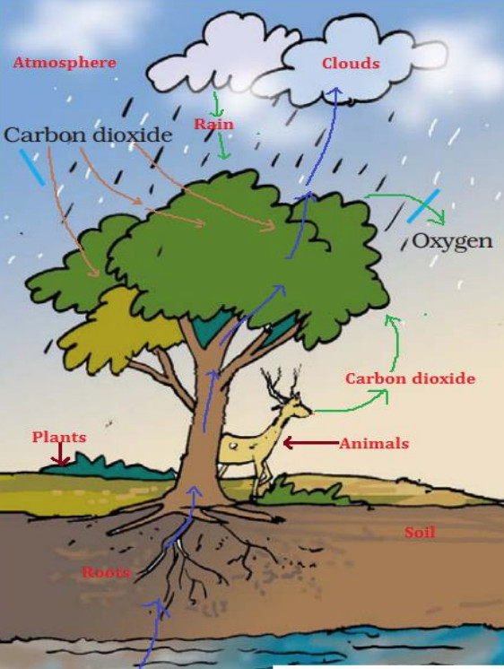 Water cycle