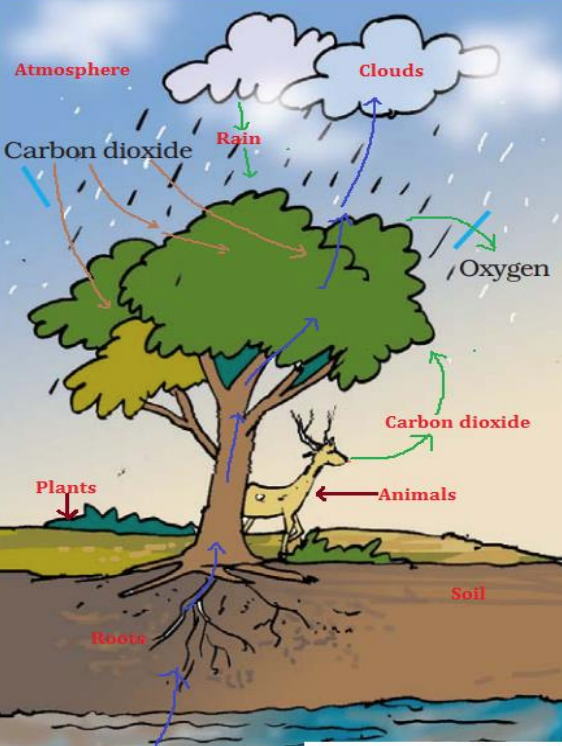 Rainforest Water Cycle Diagram