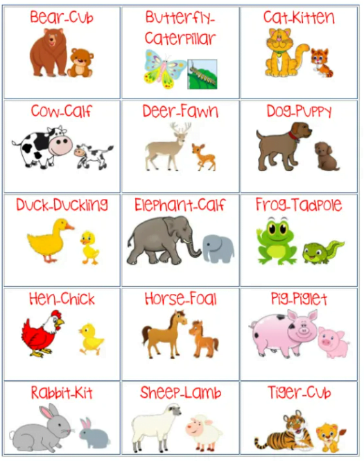 Young ones of Animals in English - English
