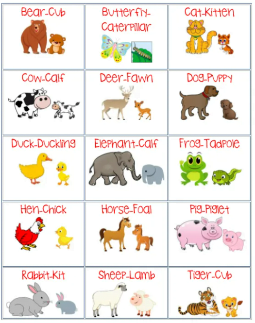 Animals Babies Names, Animals And Their Young Ones, Definition And ...