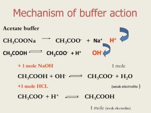 Buffer solution and Buffer Action - Chemistry, Class 11, Ionic Equilibrium