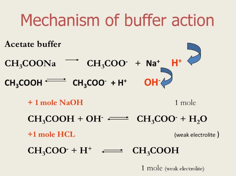 Buffer Solution And Buffer Action Chemistry Class 11 Ionic Equilibrium