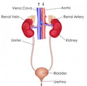 excretion class 10