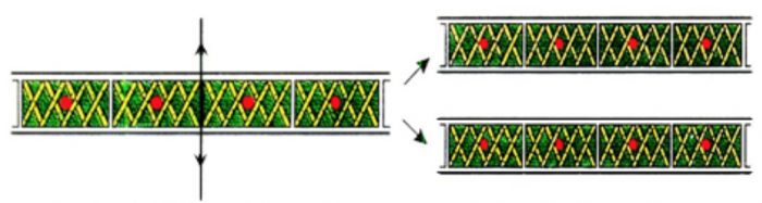 fragmentation in spirogyra