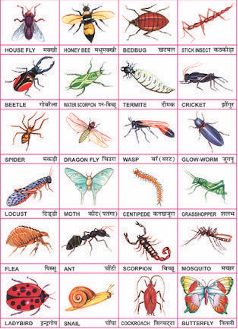insects names list