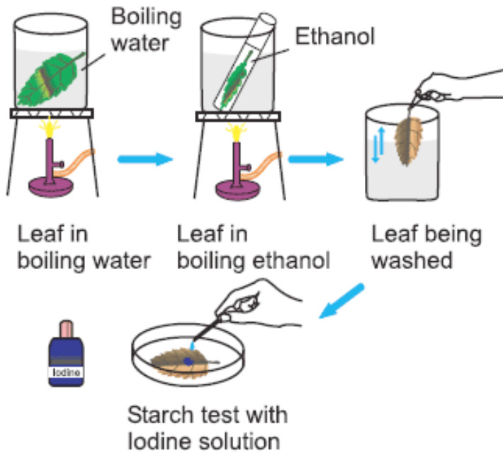 Root, Stem and Leaf Class 6, Getting to know Plants