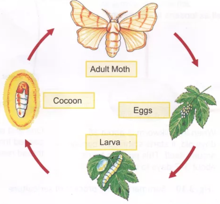 Chapter 3 Fibre to Fabric | Class 7, NCERT Solutions, Science