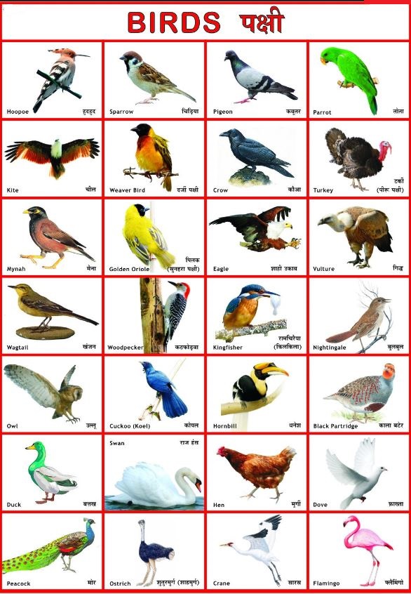 पक्षियों के नाम - हिन्दी
