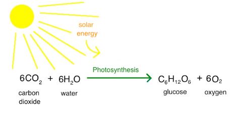 carbon dioxide formula and photosynthesis