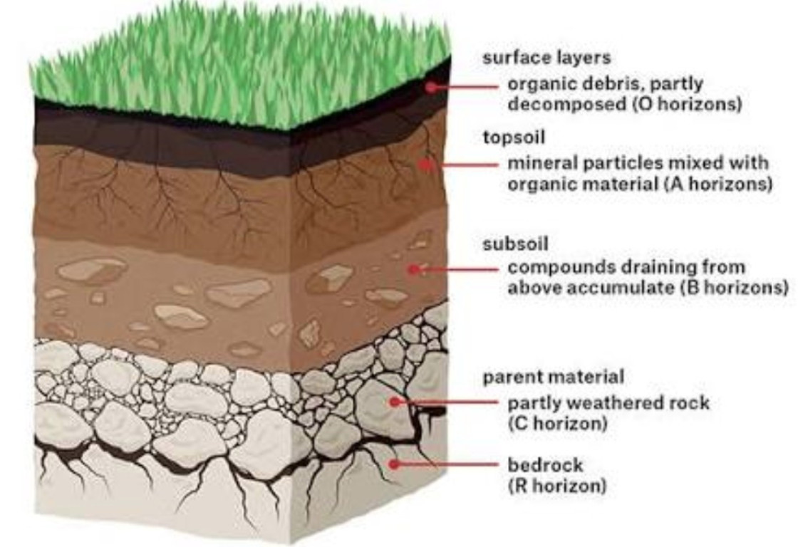 draw-the-soil-profile-and-label-its-parts-carefully-social-science