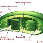 structure of chloroplast