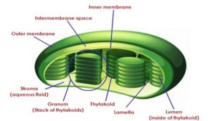 structure of chloroplast