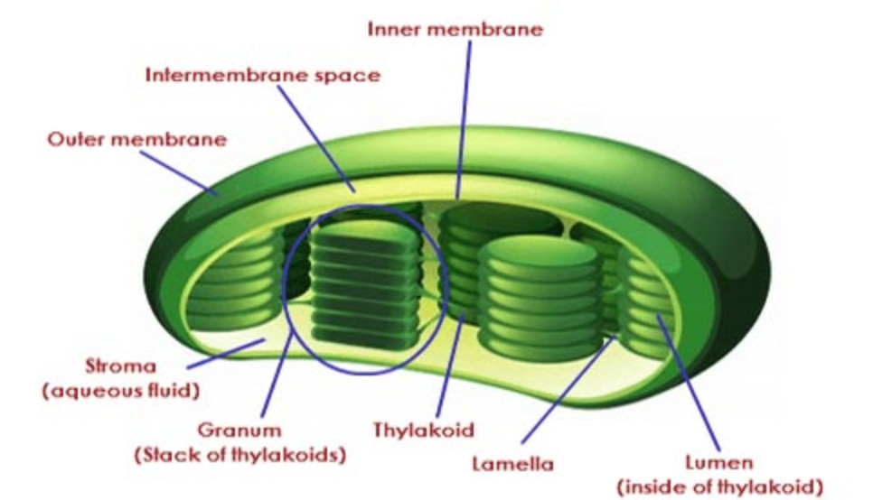 A plastid with chlorophyll in plants that photosynthesize Idea