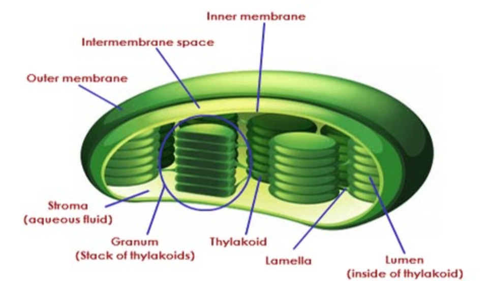 Plastids | Class 9, The fundamental unit of life:cell