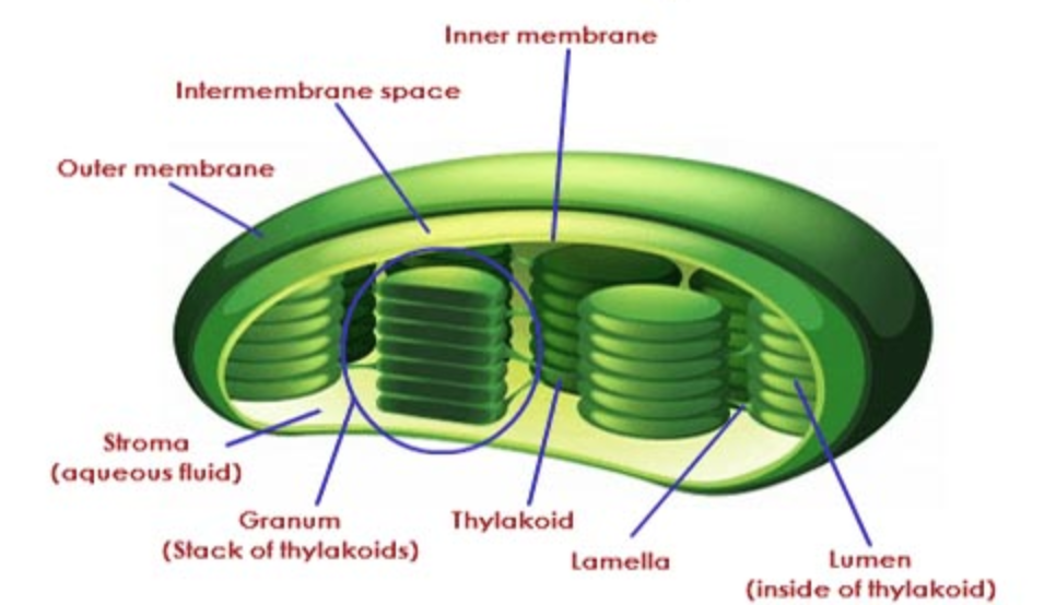 What Is Chloroplast Class 7