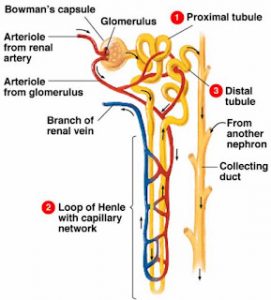 structure of nephron