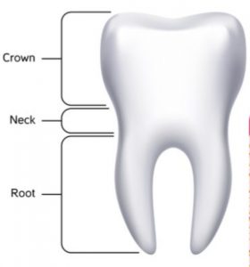 structure of tooth