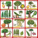 tree names in hindi